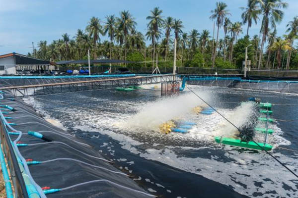 झींगा और मछली पालन01