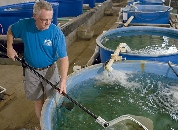 Cria de gambes i peixos 2