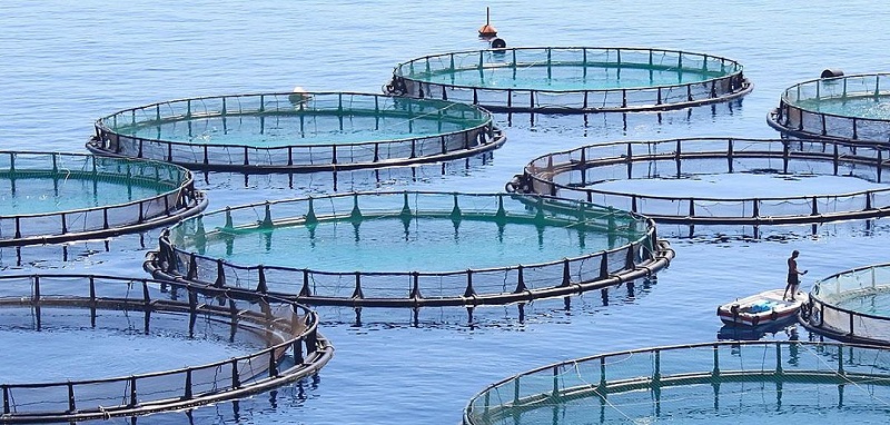 養魚場