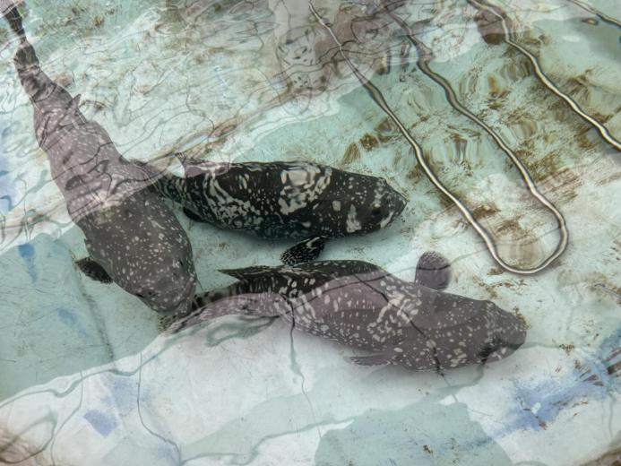 სურათი 3