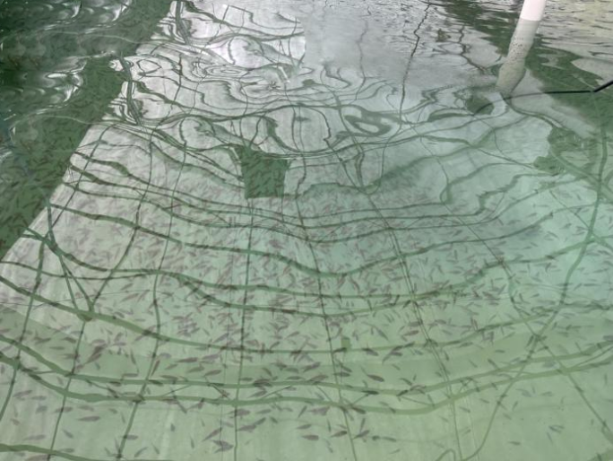 სურათი 5