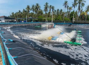 Ternakan Udang Dan Ikan1