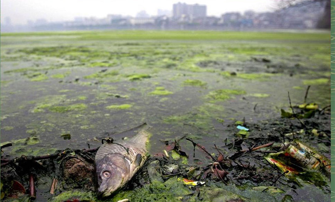 Water quality pollution